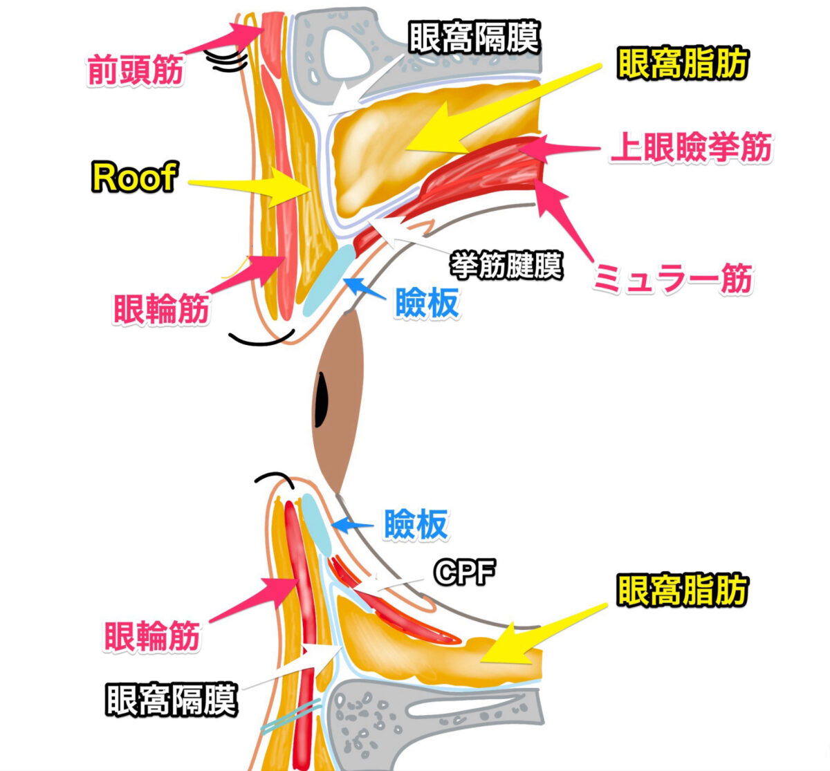 瞼の解剖図　